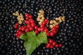 Red and white or yellow currant on the raw black currant Royalty Free Stock Photo