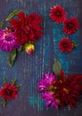 Red, white, yellow dahlia august colorful background. View of multicolor dahlia flowers