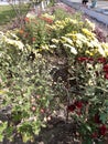 Red ,yellow and white flowers on green tree and side road Royalty Free Stock Photo