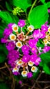 Red white yellow mixed colour Lantana flowers background picture