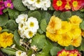 red white and yellow promose flowers, top view Royalty Free Stock Photo