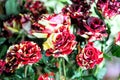 Red white and yellow striped roses Royalty Free Stock Photo