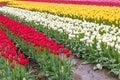 Red, white, and yellow tulips planted in fields of tulip stripes of colors