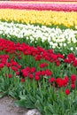 Red, white, and yellow tulips planted in fields of tulip stripes of colors