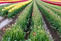 Red, white, and yellow tulips planted in fields of tulip stripes of colors