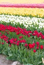 Red, white, and yellow tulips planted in fields of tulip stripes of colors