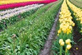 Red, white, and yellow tulips planted in fields of tulip stripes of colors
