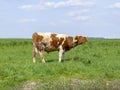 Red and white young bull, mooing in a meadow on a leash.