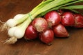 Red and white young onions Royalty Free Stock Photo