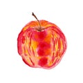 red whole apple, side view, with yellow streaks on a white background Royalty Free Stock Photo