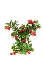 Red whortleberry Royalty Free Stock Photo