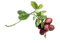 Red whortleberry branch with leaves and berries. Watercolor