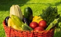 Red wicker plastic basket filled to the top with colorful vegetables on a background of green grass Royalty Free Stock Photo