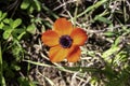 Red wild anemone flowers among green grass close-up