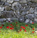 Red wild anemones in front of the gray stone wall