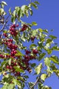 Red wild apples on tree branches against the blue sky Royalty Free Stock Photo