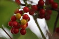 Wild red berries on the tree.