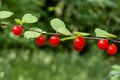 Red wild berries growing on the branch in the forest Royalty Free Stock Photo