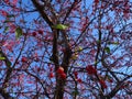 red wild berries on a tree against a blue sky Royalty Free Stock Photo
