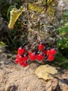 red wild berry close-up among dry foliage in the forest Royalty Free Stock Photo