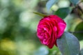 Red Camellia with sunlight