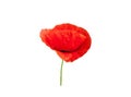 Red wild corn poppy flower isolated on white background, side view Royalty Free Stock Photo