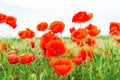 Red wild fields of poppies poppies Royalty Free Stock Photo