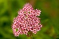 Red wild flower close-up