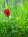 Red wild flower macro background wallpaper fine art prints