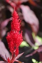 Red Wild Flowers in Autumn Royalty Free Stock Photo