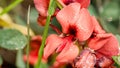 Red Wild Flowers Royalty Free Stock Photo