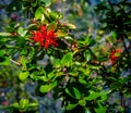 Red wild flowers in El Calafate