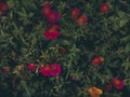 red wild flowers growing in the yard Royalty Free Stock Photo