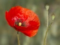 Red wild flowers in the summer field. Blooming poppies close-up. Bouquet for your beloved Royalty Free Stock Photo