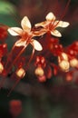 Red wild flowers, Trinidad Royalty Free Stock Photo