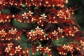 Red wild flowers in Trinidad's rain forest. Royalty Free Stock Photo