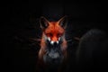 Red wild fox with black  bgr Royalty Free Stock Photo