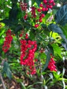 red wild fruit has small round red fruit with green leaves