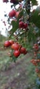 Red wild frute on tree Royalty Free Stock Photo