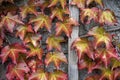 Red Wild Grapes On The Background Of Old Wooden Doors In Autumn.Shiny Wild Grape Vines On The Wall With Berries