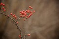 Red wild hawthorn berries on the branches in the forest