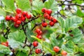 Red wild hawthorn berries on the branches after rain in the fore