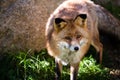 Red wild iberian fox quiet on a green forest background