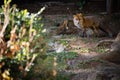 Red wild iberian fox quiet on a green forest background