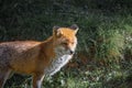 Red wild iberian fox quiet on a green forest background