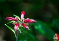 Red wild lily buds flowers at a botanical garden. Royalty Free Stock Photo