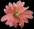 Red wild mallow flower on the black isolated background with clipping path. Closeup. Element of design.