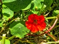 Red wild nasturtium with big green leaf Royalty Free Stock Photo