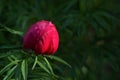 Red Wild Peony Flowers In A Garden