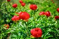 Red wild peony flowers Paeonia peregrina, a herbaceous perennial plant field near Enisala, Romania, on a protected reservation.